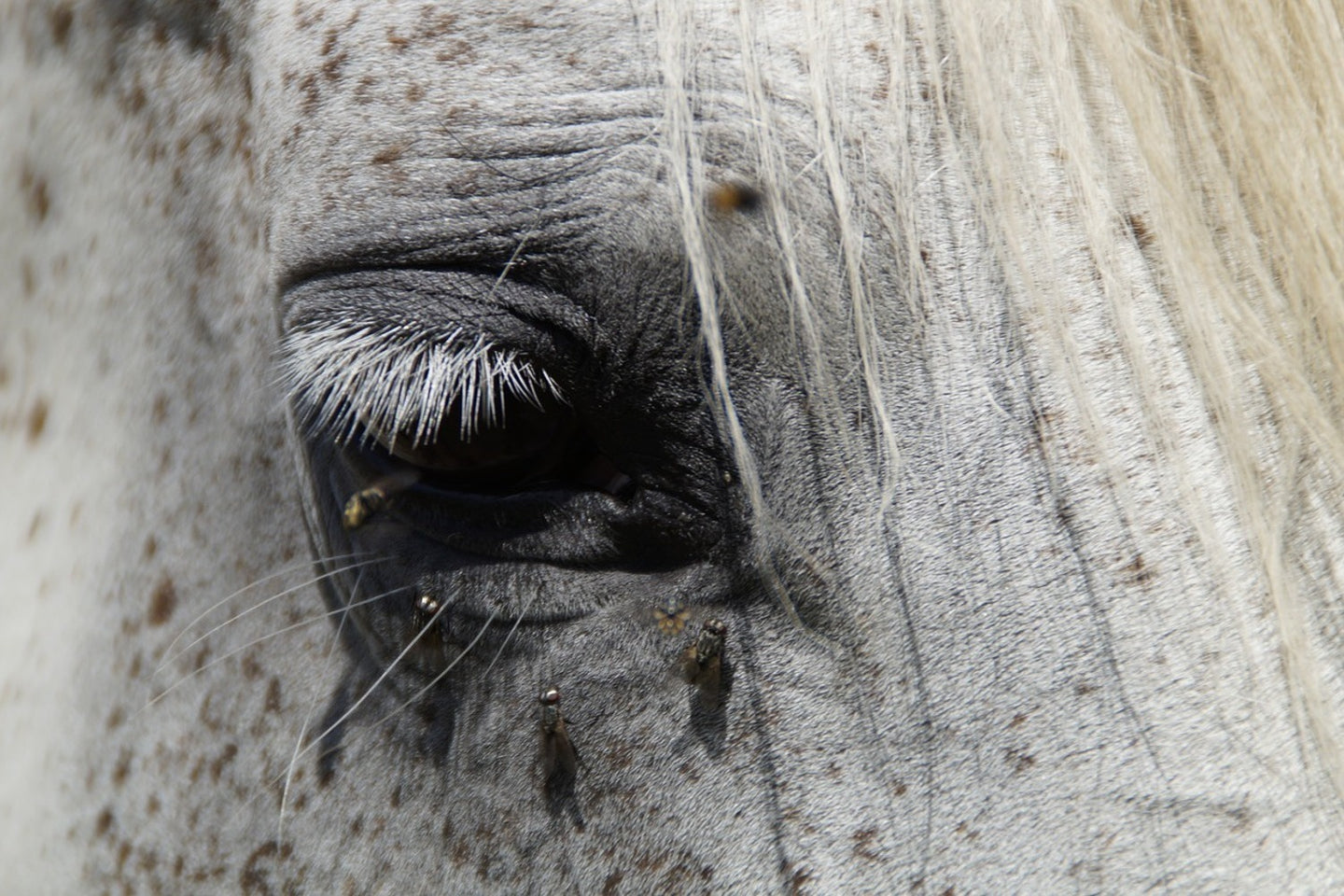 Photo Wallpaper The eye of the horse