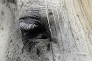 Photo Wallpaper The eye of the horse