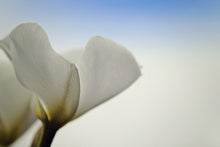 Load image into Gallery viewer, Photo Wallpaper The leaf of a lily blossom
