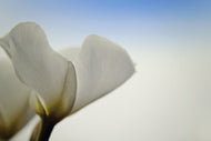 Photo Wallpaper The leaf of a lily blossom