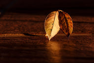 Photo Wallpaper The leaf