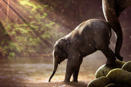 Photo Wallpaper The elephant baby