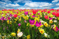 Photo Wallpaper The spring awakening