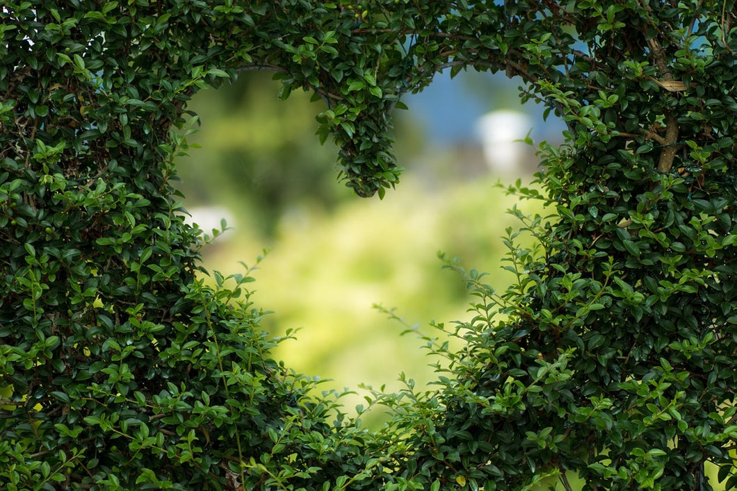 Photo Wallpaper The heart in the hedge