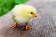 Photo Wallpaper The chick