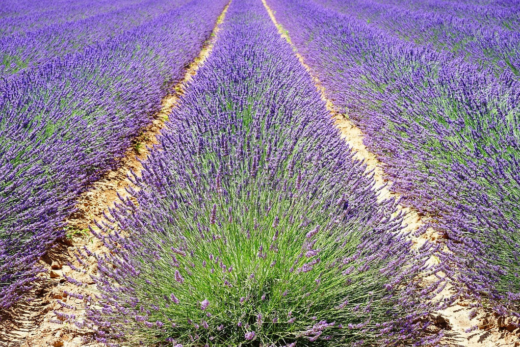 Photo Wallpaper The lavender field