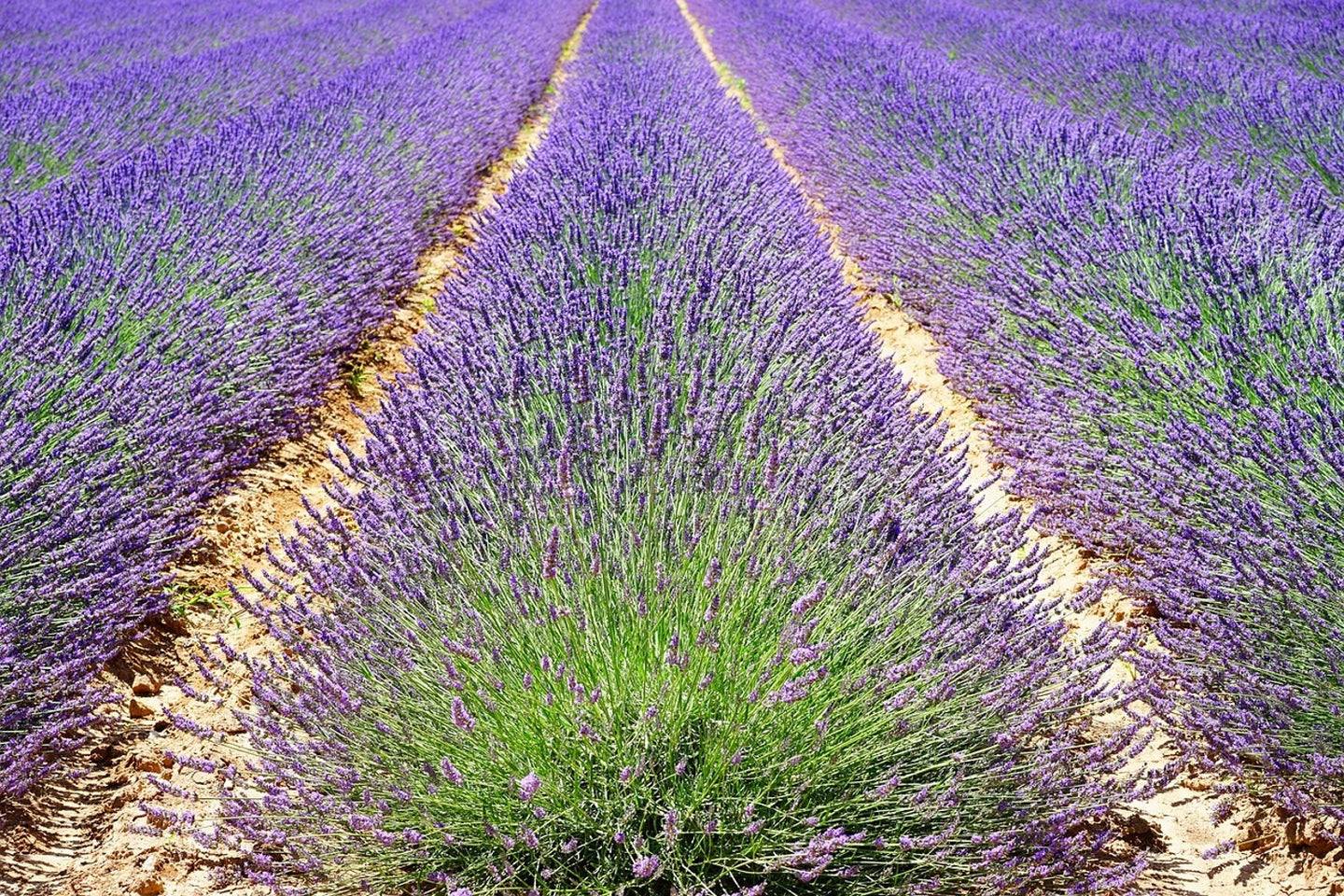 Photo Wallpaper The lavender field