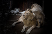 Load image into Gallery viewer, Photo Wallpaper The lion couple

