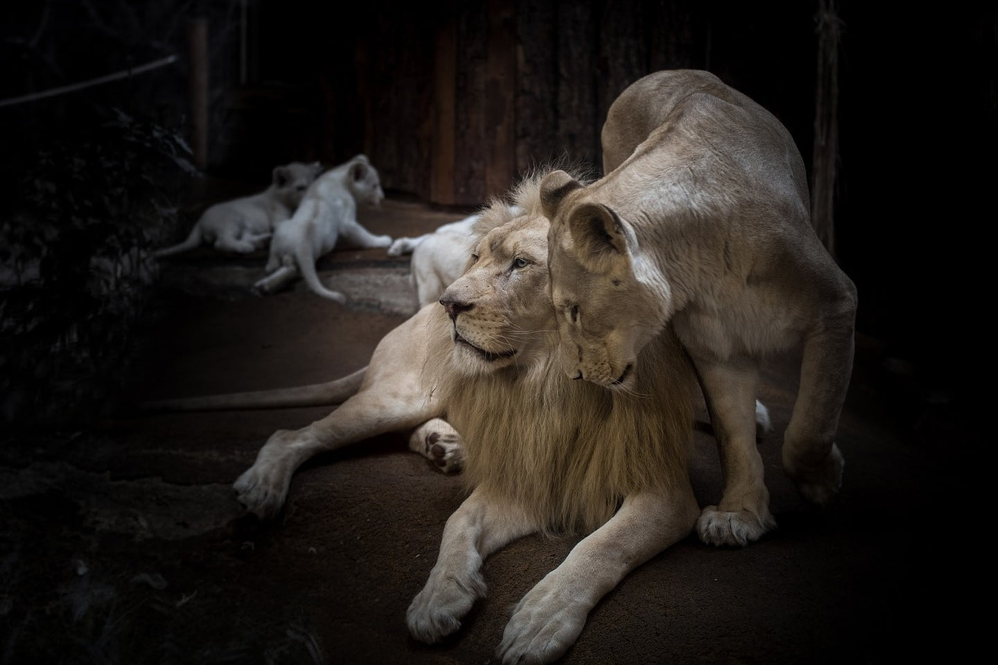 Photo Wallpaper The lion couple