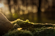 Photo Wallpaper The moss