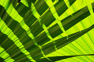 Photo Wallpaper The palm leaf in XL