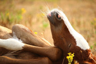 Photo Wallpaper The sleeping horse