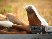 Load image into Gallery viewer, Photo Wallpaper The sleeping horse
