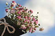 Photo Wallpaper The gypsophila
