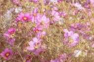 Photo Wallpaper The jewelry basket Cosmea
