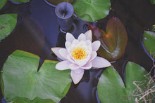Load image into Gallery viewer, Photo Wallpaper The lily pad in white
