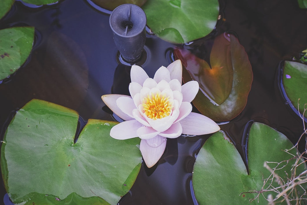 Photo Wallpaper The lily pad in white