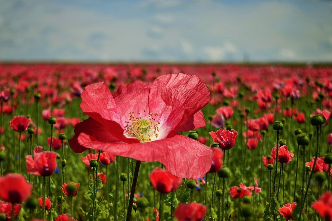 Photo Wallpaper The lush poppy field