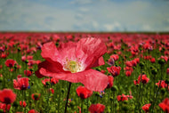 Photo Wallpaper The lush poppy field