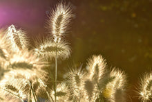Load image into Gallery viewer, Photo Wallpaper The ornamental grass
