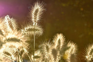 Photo Wallpaper The ornamental grass
