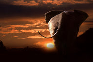 Photo Wallpaper Towards the sunset