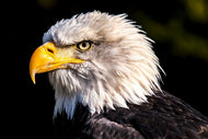 Photo Wallpaper The eagle head