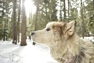 Photo Wallpaper The Alaskan Malamute