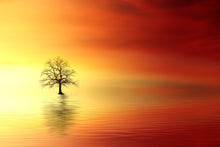 Load image into Gallery viewer, Photo Wallpaper The tree in the water
