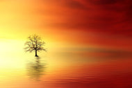 Photo Wallpaper The tree in the water
