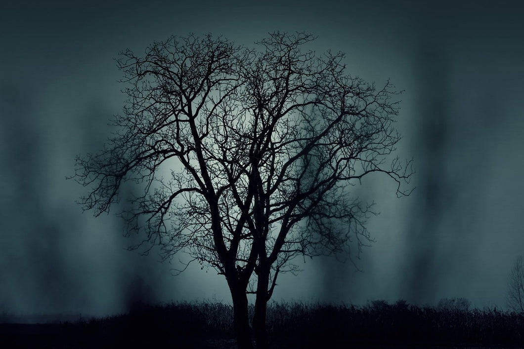 Photo Wallpaper The tree in darkness
