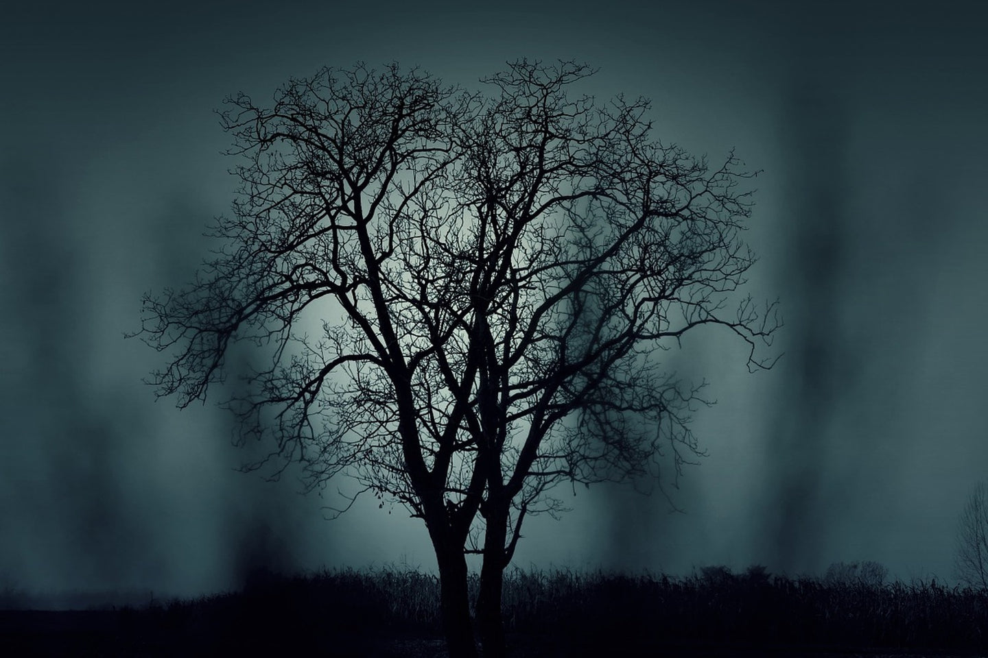 Photo Wallpaper The tree in darkness