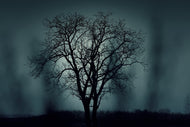 Photo Wallpaper The tree in darkness