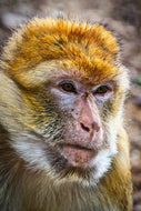 Photo Wallpaper The Barbary macaque
