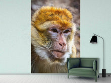 Load image into Gallery viewer, Photo Wallpaper The Barbary macaque
