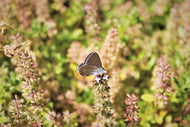 Photo Wallpaper The blue
