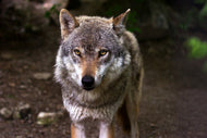 Photo Wallpaper The evil wolf