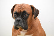 Photo Wallpaper The boxer