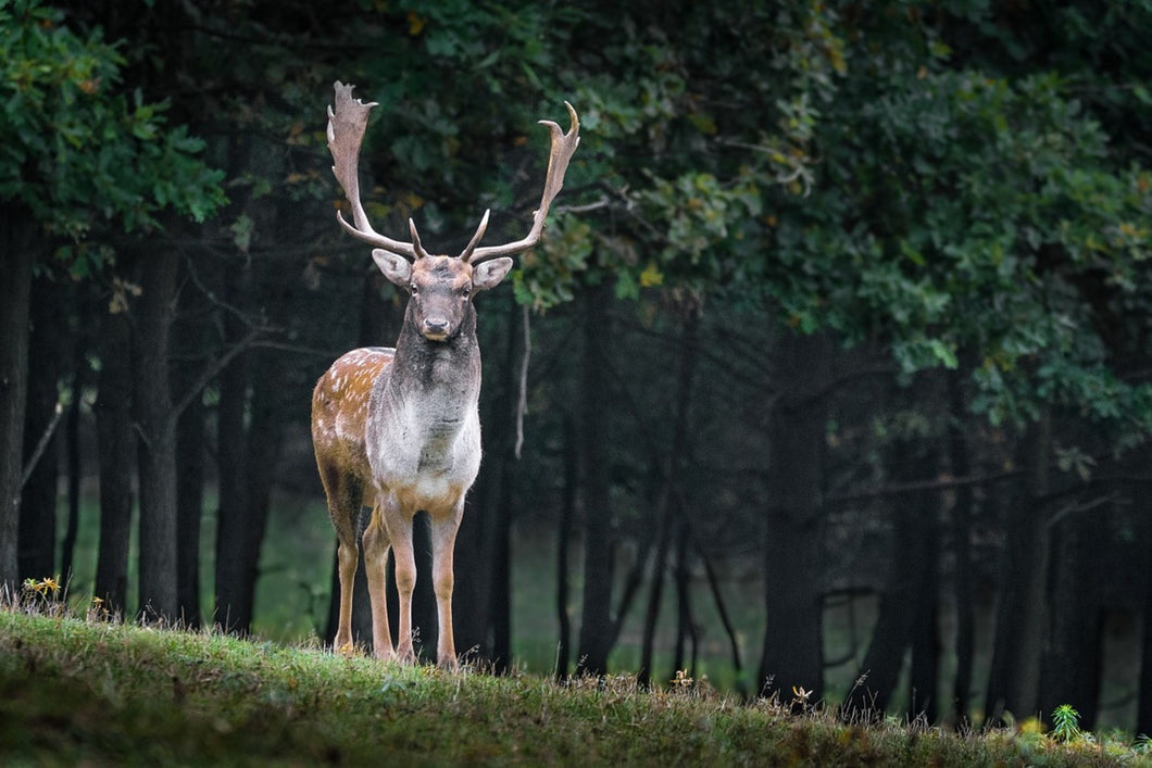 Photo Wallpaper The fallow deer 2