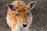 Photo Wallpaper The fallow deer