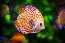 Load image into Gallery viewer, Photo Wallpaper The discus fish
