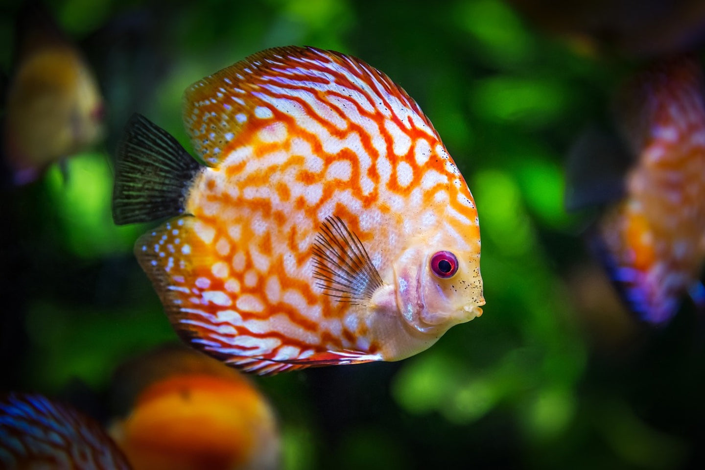 Photo Wallpaper The discus fish