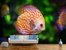 Load image into Gallery viewer, Photo Wallpaper The discus fish
