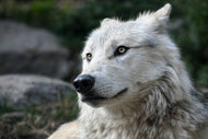 Photo Wallpaper The lonely wolf