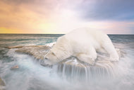 Photo Wallpaper The polar bear and the sea
