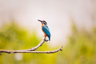 Photo Wallpaper The kingfisher