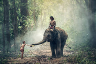 Photo Wallpaper The elephant at work