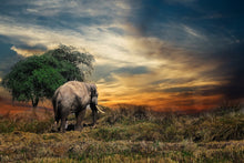 Load image into Gallery viewer, Photo Wallpaper The elephant in the sunset
