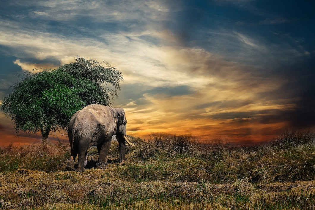Photo Wallpaper The elephant in the sunset
