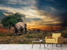 Load image into Gallery viewer, Photo Wallpaper The elephant in the sunset
